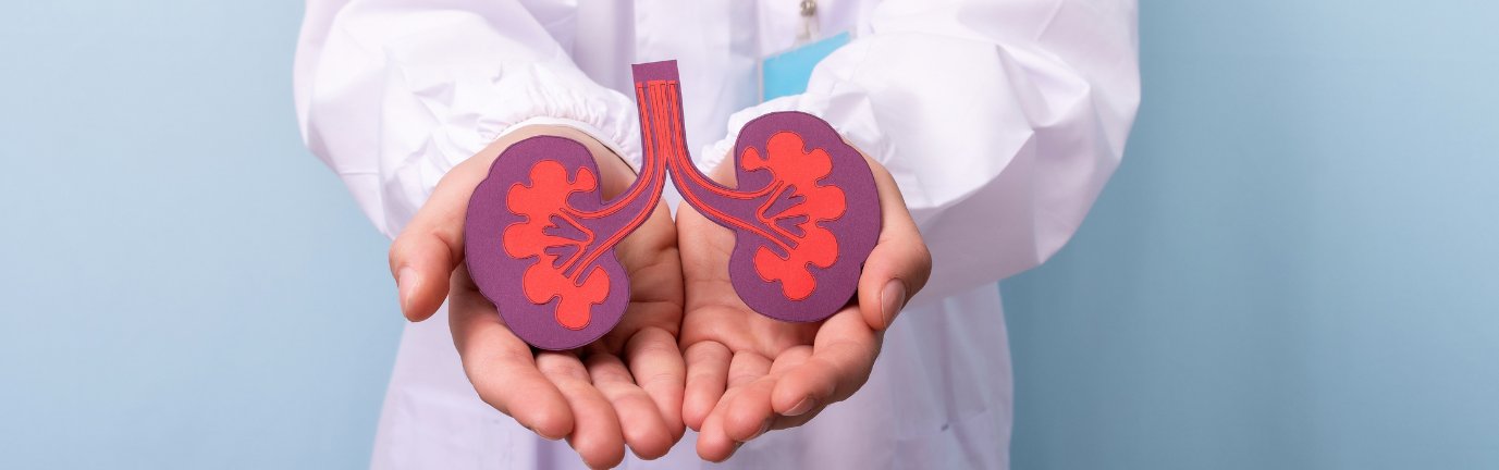 Medico tiene in mano un modellino dei reni umani per spiegare il campo di indagine della visita urologica